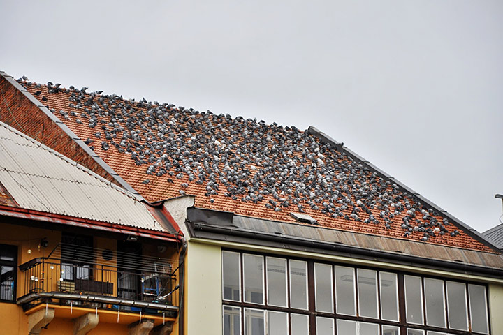 A2B Pest Control are able to install spikes to deter birds from roofs in Southfield. 