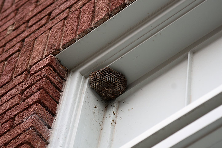 We provide a wasp nest removal service for domestic and commercial properties in Southfield.
